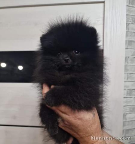 Chiot spitz nain Poméranie a donner contre bon soin 