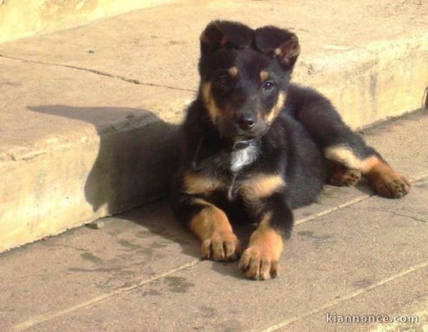 Chiot berger allemand a donner contre bon soin 