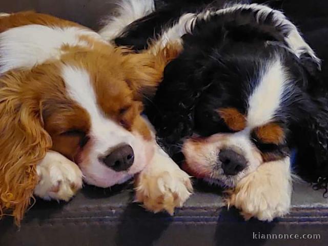 Chiot cavalier king charles a donner contre bon soin 