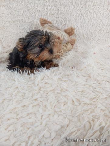 Chiot yorkshire mâle disponible a donner 