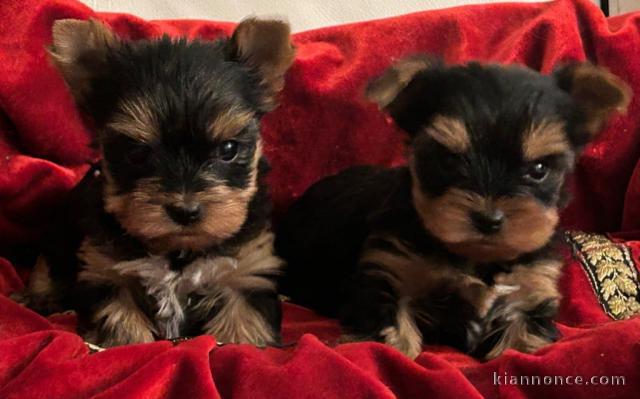 Chiot York mâle et femelle disponibles 