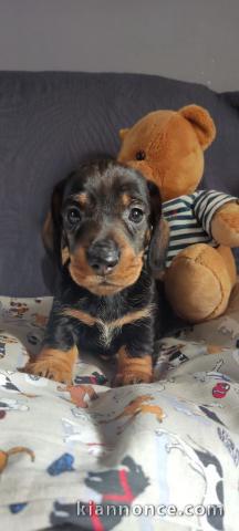 Chiots teckels a donner mâle et femelle 