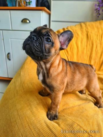 Chiot bouledogue français mâle a donner 