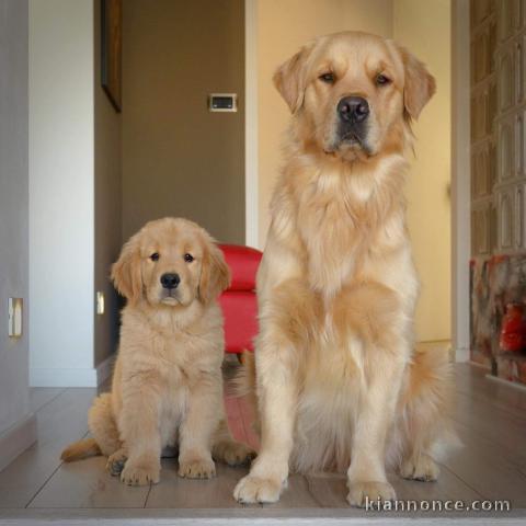 Chiot golden retriever à votre disposition 