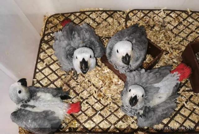 Perroquet gris du Gabon a adopter 