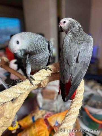 Perroquet gris du Gabon a donné 