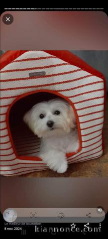 Chiot bichon maltais mâle a donner 