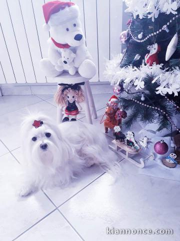 Je donne chiot bichon frisé pour Noël 