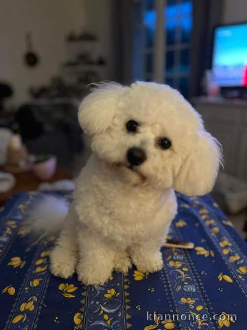 Chiot bichon frisé adopter 