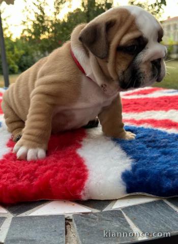 Chiot bulldog anglais à donner mâle 