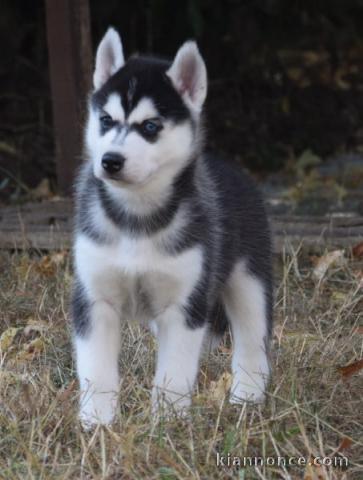 Chiot husky sibérien a donner 