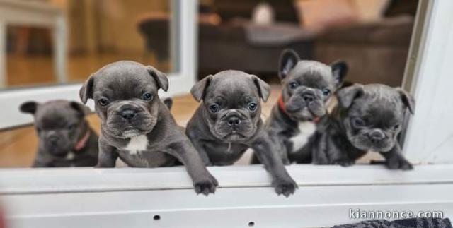 Chiot bouledogue français a donner 