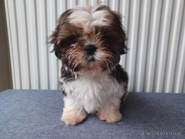 Chiot Shih Tzu a donner 