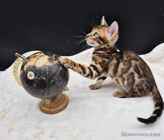 Adorable chaton Bengal à donner 