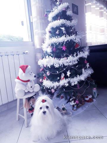 A donner chiot bichon maltais pour Noël 