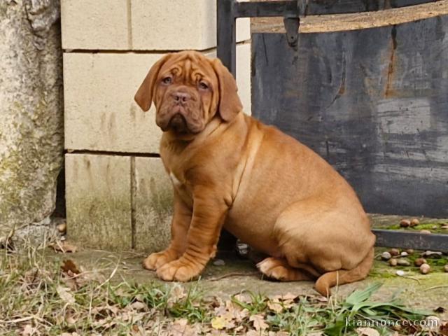 Chiot dogue bordeaux disponibles 