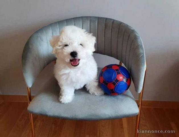 Chiot bichon maltais a donner 