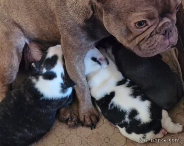 Magnifique chiots bouledogue français a donner pour Noël 