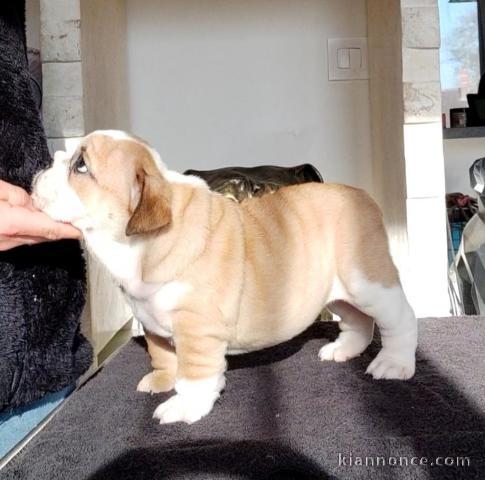 Chiot bulldog anglais mâle a donner 