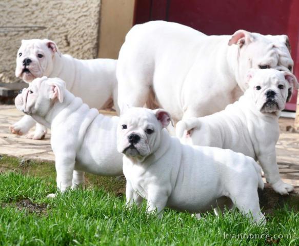 Adoption chiot bulldog anglais mâle et femelle 