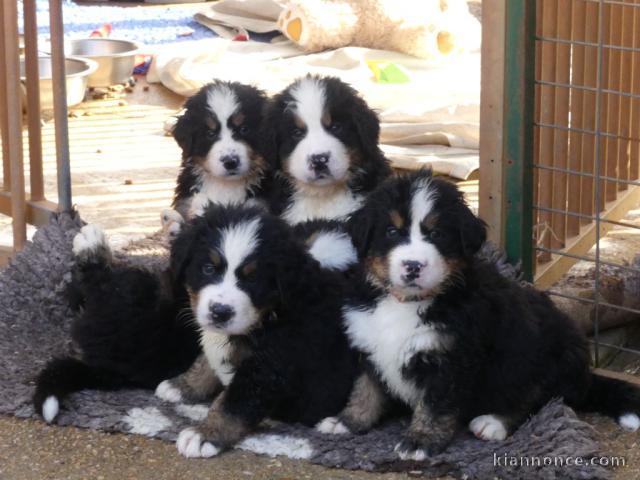 Adoption chiot bouvier bernois adorable 