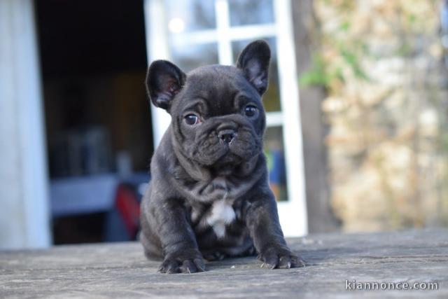 Adorable chiot bouledogue français mâle 