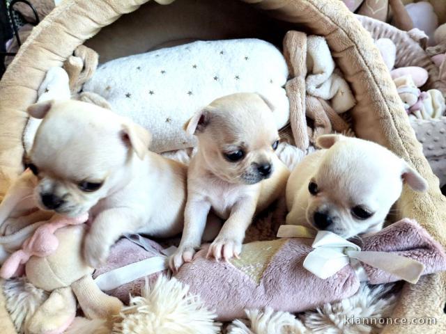 Donner chiot chihuahua mâle et femelle 