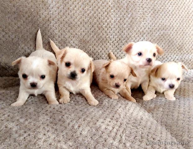 Adoption chiot chihuahua au Luxembourg 