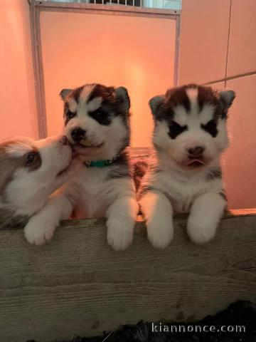 Chiot husky sibérien à donner 