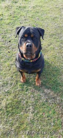 Bb chiots rottweiler pour compagnie 