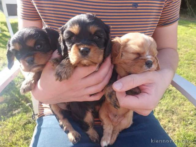 Chiot cavalier king charles disponibles de suite 