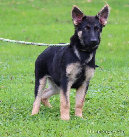 Chiot berger allemand à adopter 