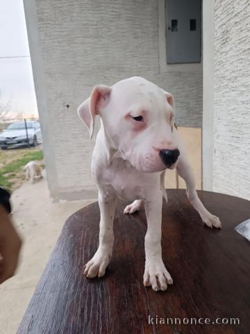 Chiots Dogo Argentino