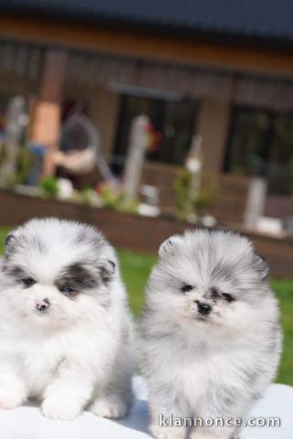 Chiot spitz nain à donner contre bon soin 