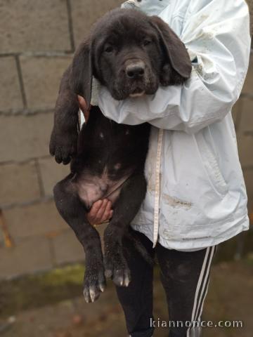 Chiots Bandog à vendre