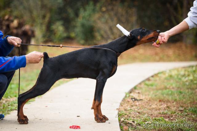 Chiots Doberman à vendre