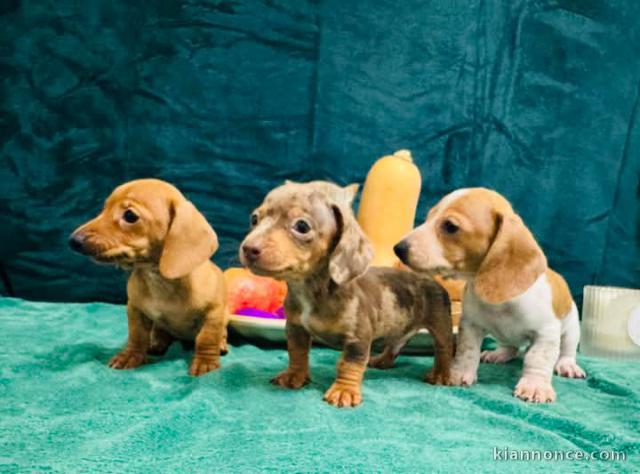 Chiot Teckels à adopter 