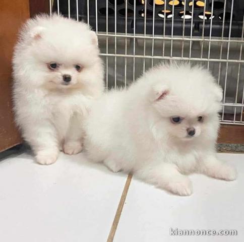 Chiot spitz nain disponibles 