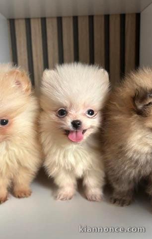 Je donne chiot spitz allemand disponibles 