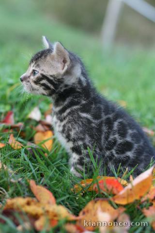 Adorable chaton Bengal disponibles 