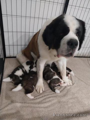 Chiots chien du saint-bernard à donner 