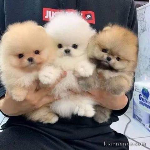 Chiot spitz nain disponibles de suite 