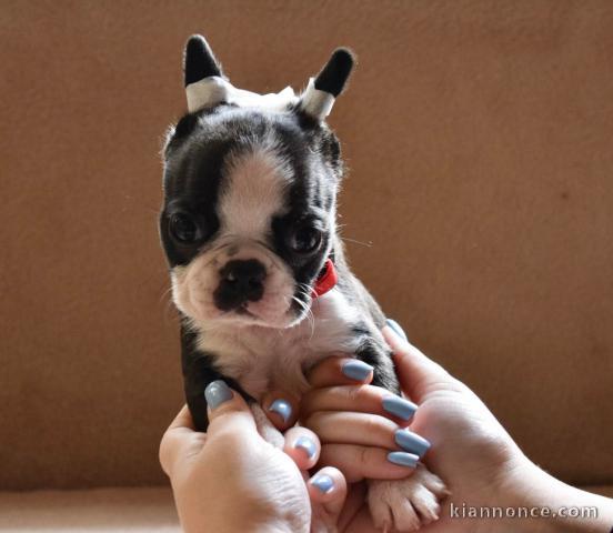 Boston Terrier chiots à vendre