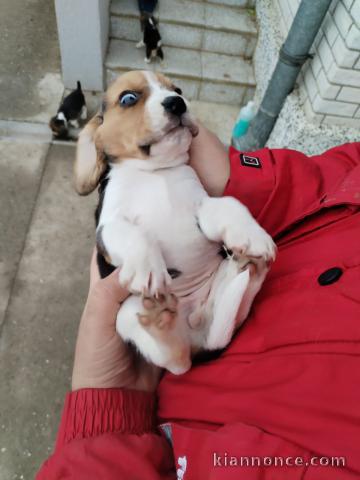 Chiots Beagle à vendre