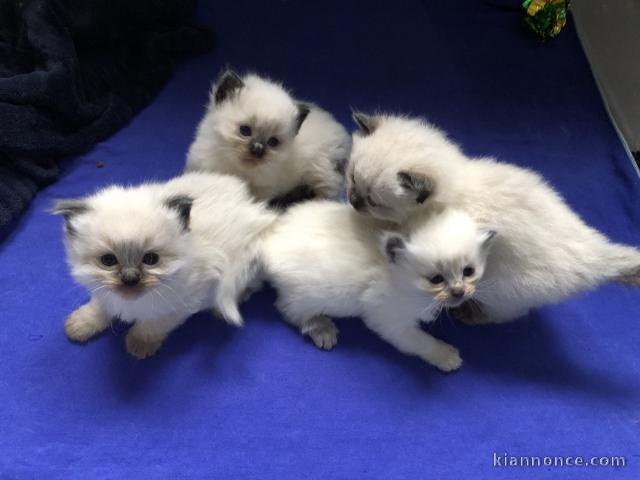 Chatons Ragdoll LOOF a vendre 