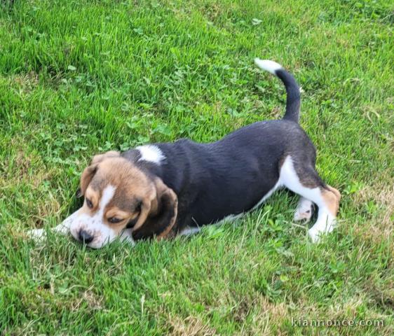 Chiot beagle à donner 