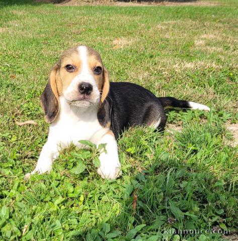 Chiot beagle mâle à donner 