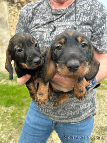 Chiots teckels a donner contre bon soin 