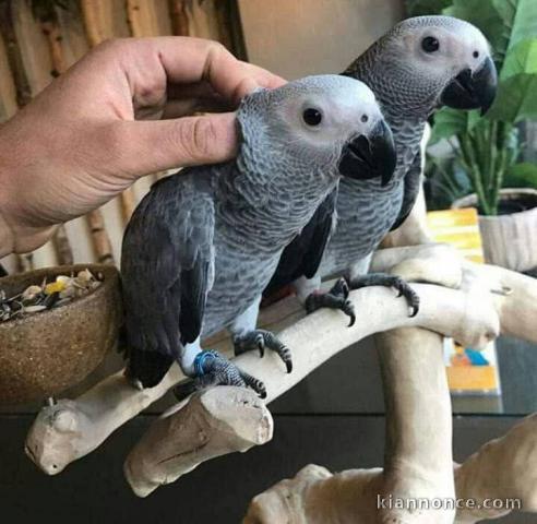 Perroquet gris du Gabon a donner 