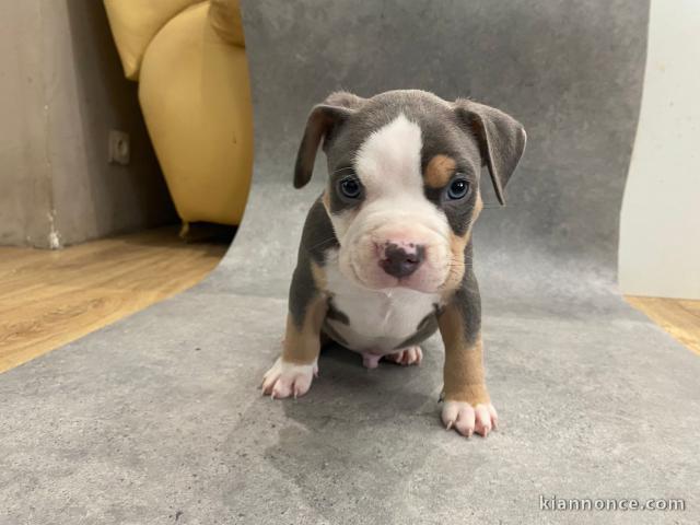 7 magnifiques Chiots American Bully